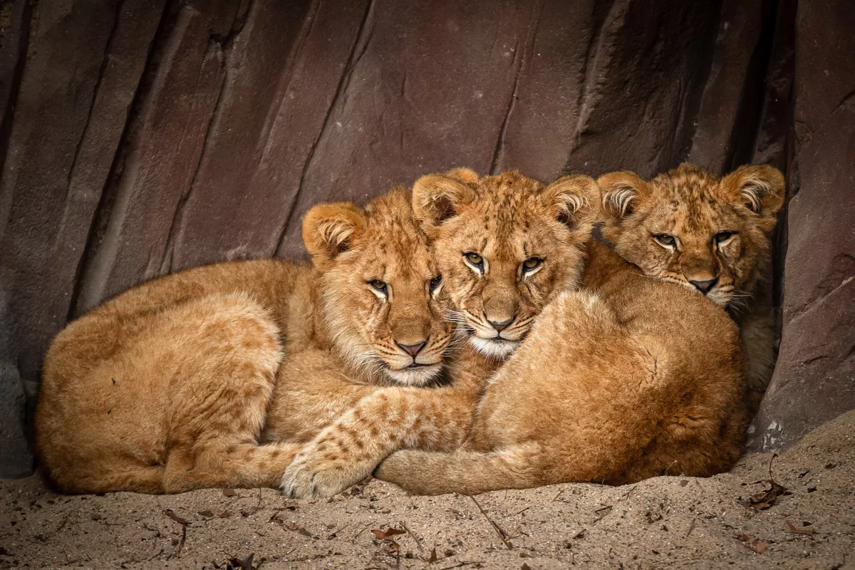 zoo antwerpen