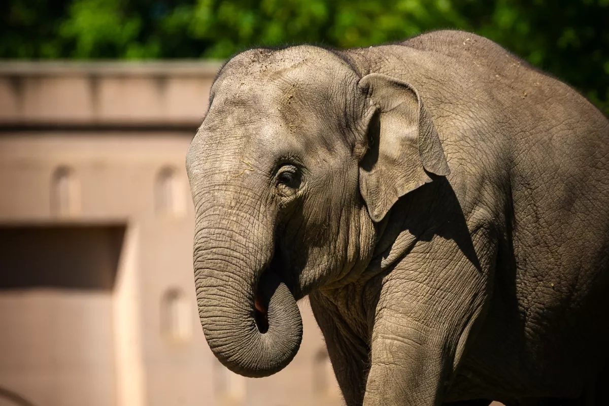 zoo Planckendael