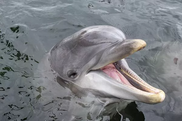 Dolfinarium