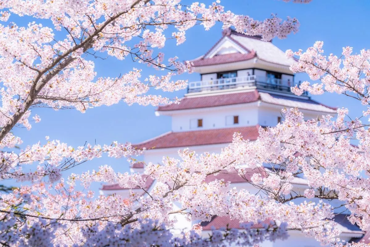 Sakura Wellness