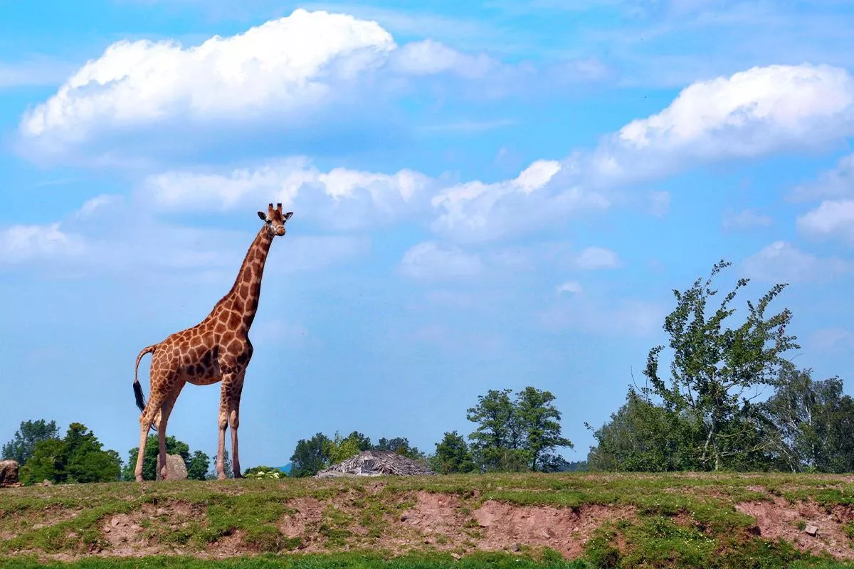 Monde Sauvage Safari Park