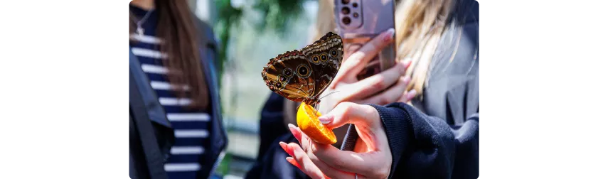 insecten herkennen